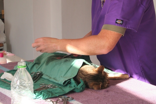 GreekSTRAYS - Cat neutering 